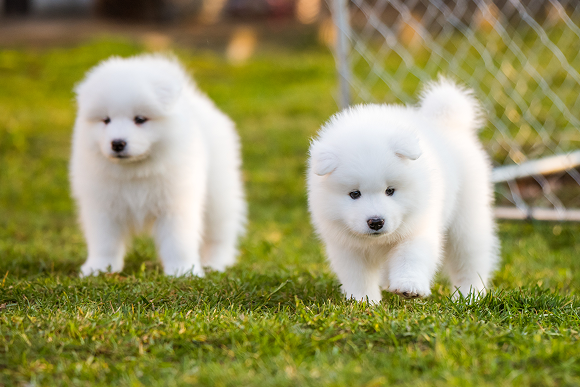 特定犬種に特化したブリーダー事業