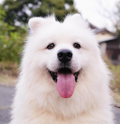 Tutuくん