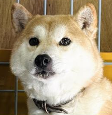 Suicaちゃん