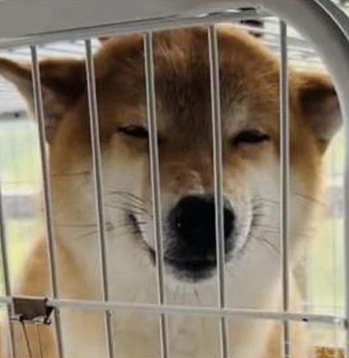 Mimiちゃん